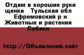 Отдам в хорошие руки щенка - Тульская обл., Ефремовский р-н Животные и растения » Собаки   